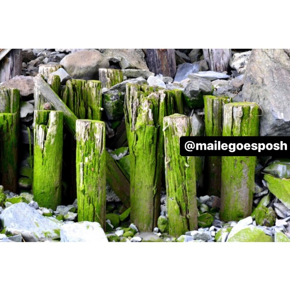 Art Photograph mossy logs Alaska 8X10 inch photo gift for Him Nautical decor Dad